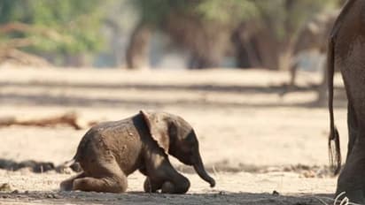 ಹೆಣ್ಣುಮರಿಗೆ ಜನ್ಮ ನೀಡಿದ ಧರ್ಮಸ್ಥಳದ ಆನೆ ಲಕ್ಷ್ಮೀ