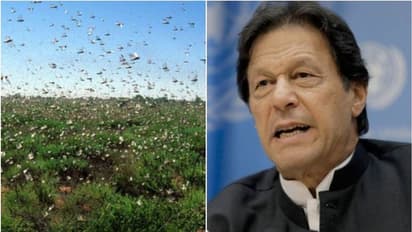 വെട്ടുകിളി ആക്രമണത്തെ തുടര്ന്ന് പാകിസ്ഥാനില് അടിയന്തരാവസ്ഥ പ്രഖ്യാപിച്ചു