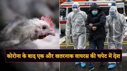 अब चिकन से फैल रहा एक और खतरनाक वायरस, साढ़े चार हजार मौतों के बाद सदमे में ये देश