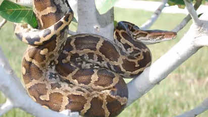 ഒരേയിടത്ത് മൂന്ന് പെരുമ്പാമ്പുകള്; പാമ്പുപിടുത്തക്കാര് 'ചാക്കിലാക്കുന്ന' വീഡിയോ