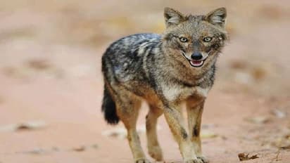 ചെന്നായപ്പേടി വിട്ടൊഴിയാതെ യുപി; ടെറസിൽ കിടന്ന് ഉറങ്ങുകയായിരുന്ന 11കാരനെ കടിച്ചു വലിച്ചു