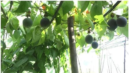 വട്ടവടയില്‍ ഇനി പാഷന്‍ഫ്രൂട്ടും വിളയും; മാതൃകാ കൃഷി തോട്ടവുമായി കൃഷി വിജ്ഞാന കേന്ദ്രം