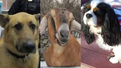 মেয়রের পদের জন্য নির্বাচন, হাড্ডাহাড্ডি লড়াই ২ কুকুর ও ছাগলের মধ্যে