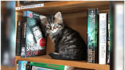 പുസ്‍തകക്കടയില്‍ ഓമനിക്കാന്‍ പൂച്ചകളെ കൂടി കിട്ടുമോ?