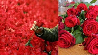 కరోనా వైరస్ ప్రభావంతో  రోజాపువ్వులకు  భలే గిరాకీ...