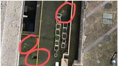 കൊറോണ ഭീതി; ചൈനയിൽ വളർത്തുമൃഗങ്ങളെ കെട്ടിടത്തിന് മുകളിൽ നിന്ന് എറിഞ്ഞു കൊല്ലുന്നതായി റിപ്പോർട്ട്