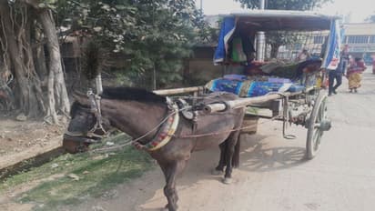 বাড়িতে বারো জন, রফিককে বাঁচিয়ে দিল মামার দেওয়া ঘোড়া