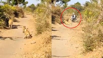 গির অরণ্যে হঠাৎ মুখোমুখি সিংহ ও বাইক আরোহী, পশুরাজের কাণ্ড ভাইরাল সোশ্যাল মিডিয়ায়