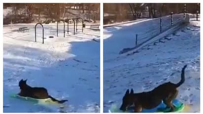 বরফের মাঝে একাই স্লেজ করছে কুকুর, সারমেয়র বুদ্ধিতে মাত নেট দুনিয়া, ভাইরাল হল ভিডিও
