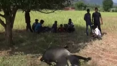 அலங்காநல்லூரை அதிர வைத்த ஜல்லிக்கட்டு காளை..! மர்ம மரணத்தால் அதிர்ச்சியில் கிராமம்..!