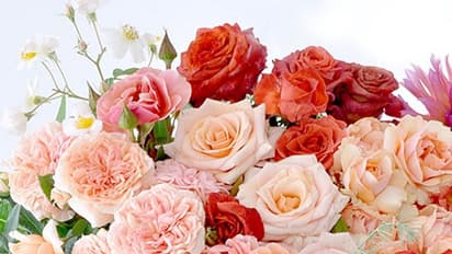 वेलेन्टाइन डे पर अलग-अलग रंग के गुलाब गिफ्ट करने का जानें क्या होता है मतलब