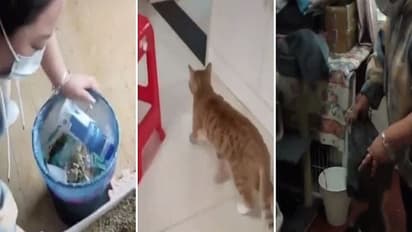 घरों में ताला लगा शहर छोड़ भाग गए लोग, अंदर मर रहे पालतू जानवर, 300 को इस हाल में निकाला गया