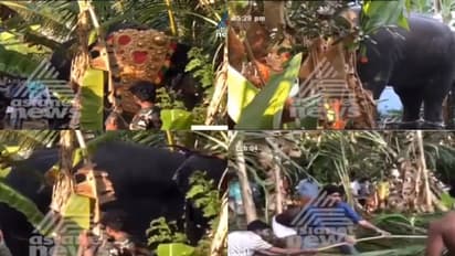 തൃശ്ശൂരില് ഇടഞ്ഞ ആന പാപ്പാനെ കുത്തിക്കൊന്നു