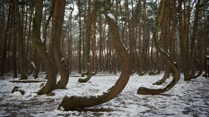 পোল্যান্ডের এক বিস্ময়কর জঙ্গল, যেখানে ৯০ ডিগ্রি বেঁকে রয়েছে সব গাছ