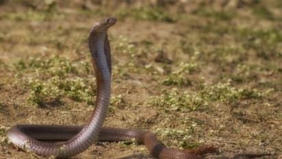 അലക്കുന്നതിനിടെ കല്ലിനിടയിൽ വീണ സോപ്പ് എടുക്കാൻ ശ്രമം; പാമ്പുകടിയേറ്റ് വീട്ടമ്മയ്ക്ക് ദാരുണാന്ത്യം