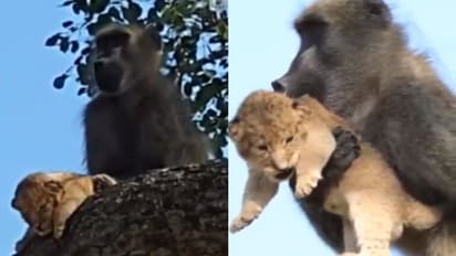 সিংহ শাবককে আগলে এক বেবুন, মাতৃত্বের এই ছোঁয়ায় বুঁদ নেট দুনিয়া