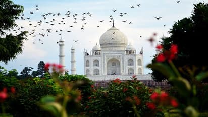 তাজমহল ছেড়ে ক্যামেরায় গোমাতার ছবি, গুঁতো খেয়ে হাসপাতালে বিদেশি পর্যটক