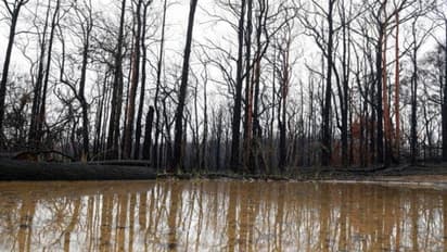 পাঁচ মাস ধরে ভয়াবহ দাবানলে জ্বলছে অস্ট্রেলিয়া, তার মধ্যে দেখা দিল বন্যার আশঙ্কা