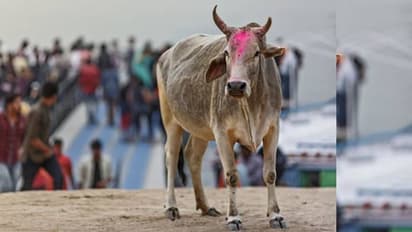 'ഗോമൂത്രത്തിന് ഗുണമില്ല, ഗവേഷണം അനാവശ്യ ധൂര്ത്ത്'; കേന്ദ്ര സര്ക്കാരിനോട് അപേക്ഷയുമായി ശാസ്ത്രജ്ഞര്