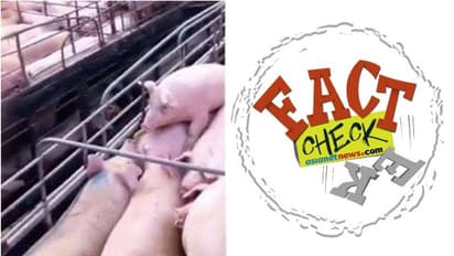 പന്നികളെ കൂട്ടമായി കത്തിച്ചത് കൊറോണ പടരാതിരിക്കാനോ? കാരണം ഇതാണ്...