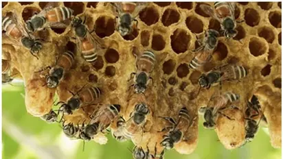 കാട്ടുതേനീച്ചയുടെ  കുത്തേറ്റ്  ഒരാൾ മരിച്ചു