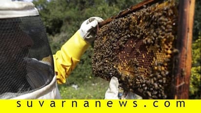 ಇಳುವರಿ ಹೆಚ್ಚಾಗ್ಬೇಕಾ..? ಜೇನು ಸಾಕಿ, ಒಂದೇ ಕೆಲಸದಲ್ಲಿ ಎರಡು ಲಾಭ