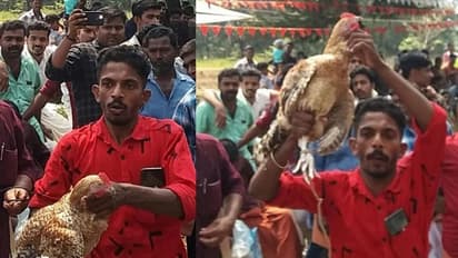 രണ്ട് കിലോ തൂക്കം വരുന്ന പൂവന് കോഴിയുടെ വില പതിമൂവായിരം !