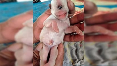 জন্ম নিল একচোখওয়ালা কুকুরছানা, তাকে নিয়েই মেতে নেটিজেনরা