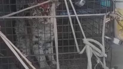 ফের বাঘ বলে গুজব, খাঁচায় বন্দী বাঘরোল