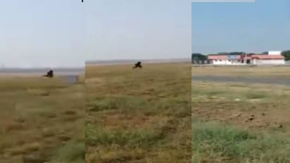 കുരങ്ങന്മാരെ ഓടിക്കാൻ കരടിയുടെ വേഷമണിഞ്ഞ് എയർപോർട്ട് ജീവനക്കാർ- വീഡിയോ