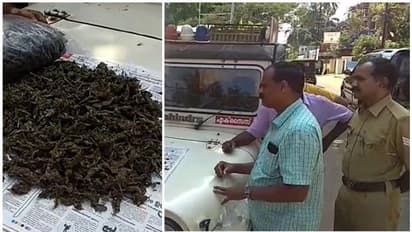 "ജോയിന്റും ഹാള്ട്ടും" ആവശ്യക്കാരേറെയും യുവതികള്; കഞ്ചാവ് പ്രതിയുടെ ഫോണ് കണ്ട് ഞെട്ടി എക്സൈസ്