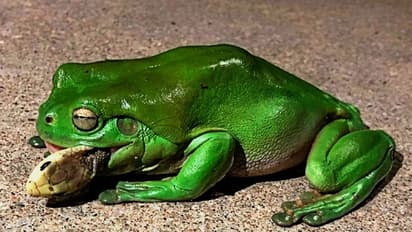 সবুজ গেছো ব্যাঙ নাকি স্বয়ং নীলকন্ঠ, ছোবল খেয়েও হজম করল মারাত্মক বিষাক্ত সাপ