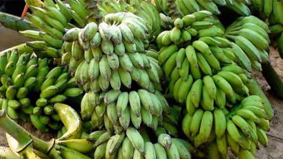 വാഴക്കുല മോഷ്ടാക്കള്‍ സജീവമാകുന്നു; വലഞ്ഞ് കര്‍ഷകര്‍