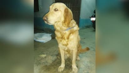 অনাথ হল ছোট্ট মেঘনা, স্ত্রীকে খুন করে গ্রেফতার তার বাবা