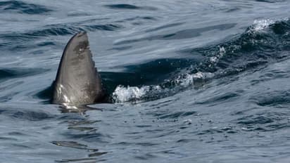 മത്സ്യബന്ധനത്തിനിടെ സ്രാവിന്റെ ആക്രണത്തില്‍ മുങ്ങല്‍ വിദഗ്ധന്‍ മരിച്ചു