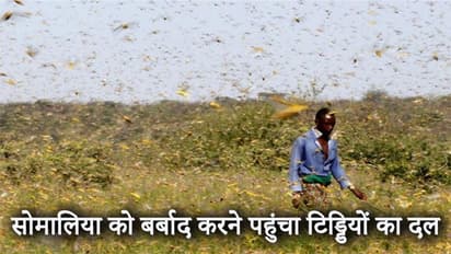 टिड्डियों ने इस देश में मचाई तबाही, अब सोमालिया को बर्बाद करने पहुंचा दल