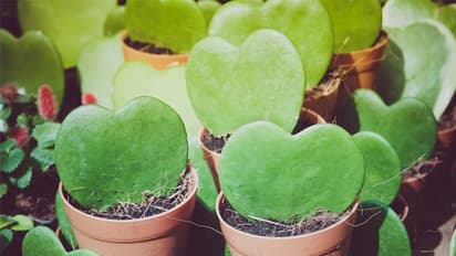 'വാലന്റൈന് ചെടി' വീട്ടില് വളര്ത്താം; മെഴുകുപൂക്കളില് പ്രണയസന്ദേശമയക്കാം