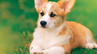 മകനുമായി നിരന്തരം വഴക്ക്; സ്വത്ത് വളര്ത്തുപട്ടിയുടെ പേരില് എഴുതിവച്ച് അച്ഛന്