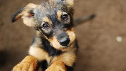 আদরের পোষ্য রয়েছে? ভুলেও বাড়িতে এই গাছ লাগাবেন না