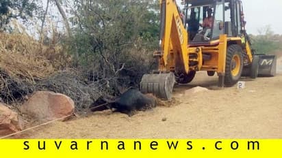 ಹುಚ್ಚು ನಾಯಿ ಕಡಿತದಿಂದ ಜನರ ಮೇಲೆ ದನಗಳ ದಾಳಿ: ಮೂಕ ಪ್ರಾಣಿಗಳ ಜೀವಂತ ಸಮಾಧಿ