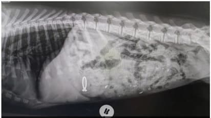 വിവാഹ മോതിരം നായ വിഴുങ്ങി: പിന്നീട് സംഭവിച്ചത്...