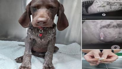 పెంపుడు కుక్క తుంటరి పని: ఎంగేజ్మెంట్ రింగ్ తినేసింది