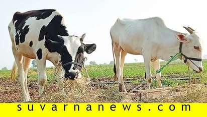 ನಿಮ್ಮ ಜಾನುವಾರುಗಳು ಆರೋಗ್ಯಕರವಾಗಿರಲು ಕೆಲವು ಸಲಹೆಗಳು!