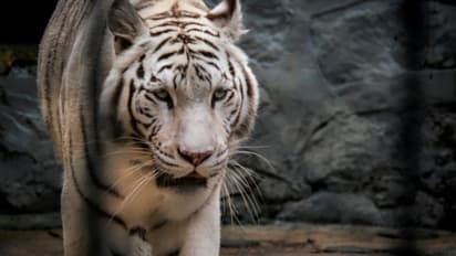 যাচ্ছে না প্রাক্তনের শোক, প্রেম দিবসে ৩৫৬ টাকায় চিড়িয়াখানার পশু দিয়ে জ্যান্ত খাইয়ে দিন