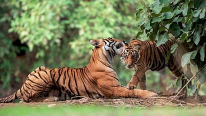 এবার নিজেরা শিকার করে খাও, ধেড়ে হয়ে যাওয়া ছানাদের বাঘ-মায়ের ধমক, ভাইরাল হল ভিডিও