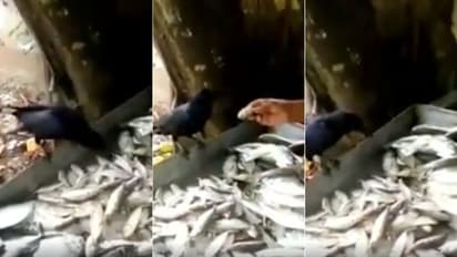 'അയല തരാതെ പോകില്ല ചേട്ടാ...'വാശിക്കാരൻ കാക്ക വീണ്ടും സോഷ്യൽ മീഡിയയിൽ താരമാകുന്നു- വീഡിയോ