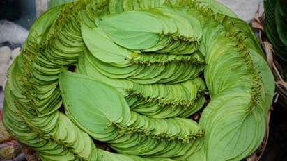 ಉಸಿರಿನ ದುರ್ವಾಸನೆ ಓಡಿಸೋ ಪಾನ್ನಿಂದ ಪುರುಷರಿಗಿದೆ ಮತ್ತೊಂದು ಪ್ರಯೋಜನ!