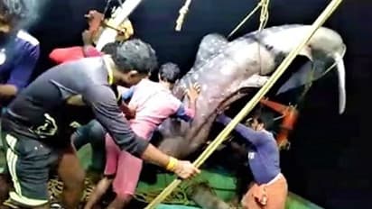 വലയില്‍ കുടുങ്ങിയ തിമിംഗലസ്രാവിനെ കടലിലേക്ക് തിരിച്ചയച്ചു, കോഴിക്കോടുള്ള മത്സ്യത്തൊഴിലാളികള്‍ക്ക് അംഗീകാരം