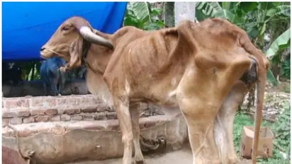 പശുക്കളെയും കൊണ്ട് തിരുവനന്തപുരം നഗരസഭയുടെ നെട്ടോട്ടം; ഒടുവില് രക്ഷകനായി അഷ്റഫ്