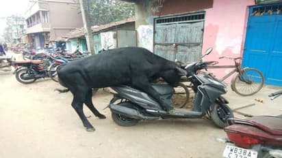 স্কুটি দেখলেই সঙ্গমের সাধ, 'কামদেব'-এর কাণ্ডে আতঙ্ক দুর্গাপুরে